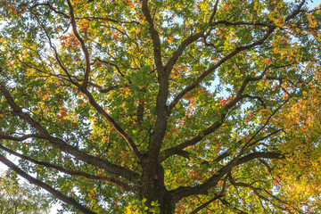 Fototapeta na wymiar Big oak tree nature