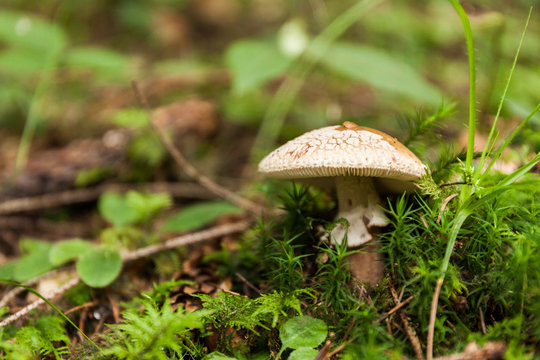 Autumn poisonous mushroom in forest.