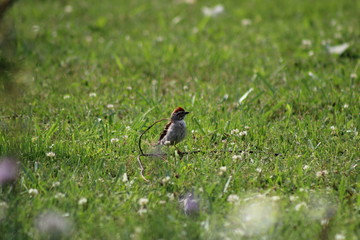 Bird in the grass