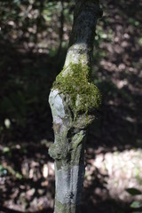 Tronco de árvore com musgo verde