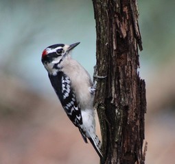 Downy Wood pecker