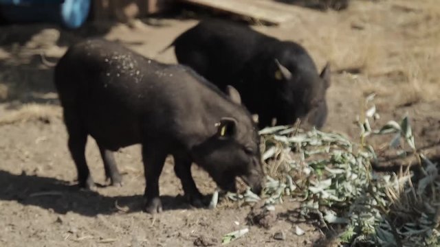 Black pigs eating