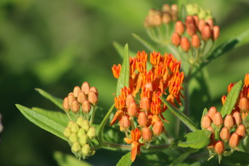 Flowers In Bloom