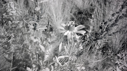 Black Eye Susan Flowers, Photographed In Wideband Infrared, High Contrast Duo Tone Photo