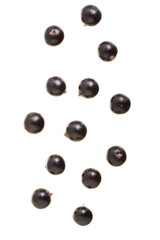 falling black currant isolated on white background