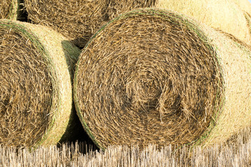Sheaves of straw arranged in the field. Work done during harvest.