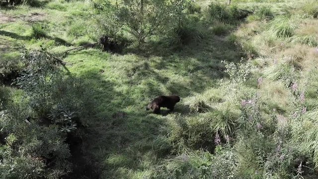 wolverine in norway rare 