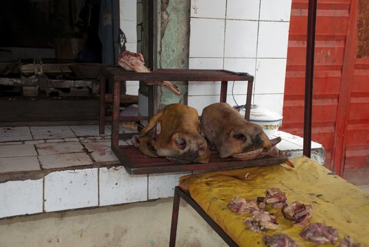 heads of cows in the meat market in conditions of unsanitary. Dirt and flies