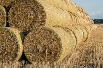 Sheaves of straw arranged in the field. Work done during harvest.