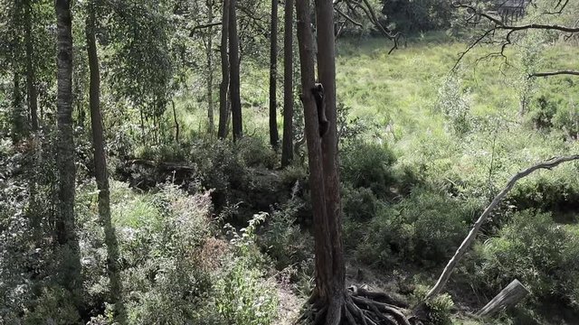 wolverine in norway rare 
