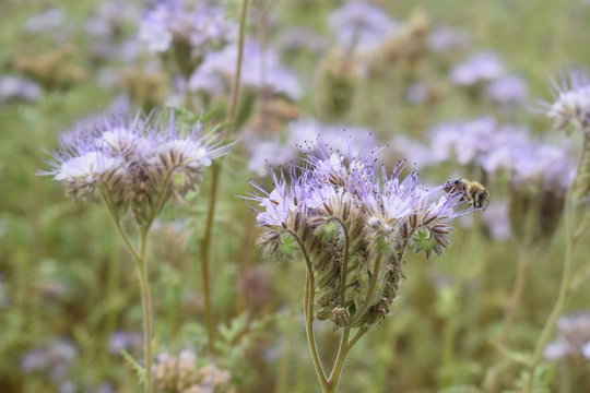 Kwitnąca facelia błękitna phacelia