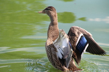 Mallard Spreading Wings, William Hawrelak Park, Edmonton, Alberta