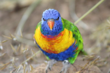 Lorikeet