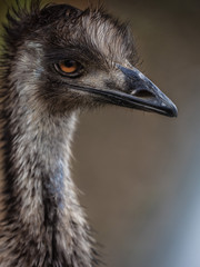 Emu