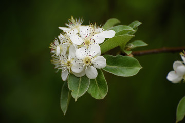 Apple tree flower blossoming at spring time, floral vintage background