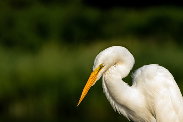 Great white egret portrait. 