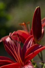 FLOWERS - red lilies