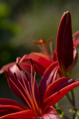Obraz premium FLOWERS - red lilies