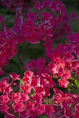 FLOWERS - red phloxes