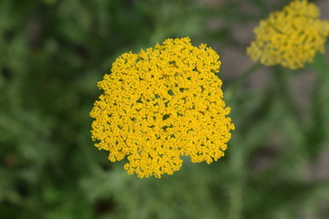 Żółty kwitnący krwawnik © Anna