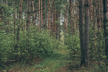 Summer green forest with pine trees, natural outdoor seasonal background.