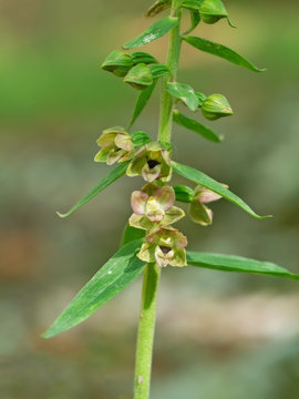 Epipactis helleborine, the broad-leaved helleborine, a terrestrial species of wild orchid.