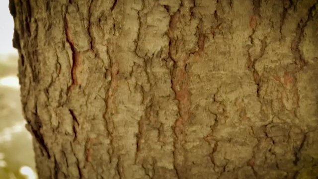 An ant crawling down the truck of a tree.