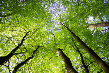Fototapeta premium Wald Bäume
