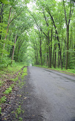 Fototapeta na wymiar One lane road in Allegheny National Forest after a rain, Tall trees frame the road