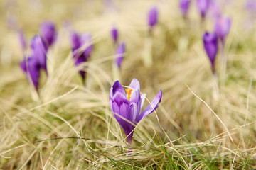 Beautiful violet crocus flower growing on the dry grass, the first sign of spring. Seasonal easter background.