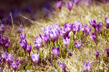Fototapeta premium Beautiful violet crocus flower growing on the dry grass, the first sign of spring. Seasonal easter background.
