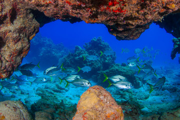 A shot from within the reef looking out into the deep blue ocean where a school of jacks can be...