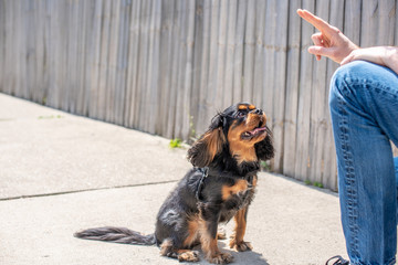 Adorable black and tan Cavalier King Charles Spaniel behaving well and paying attention during a training session outdoors.