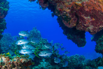 A shot from within the reef looking out into the deep blue ocean where a school of jacks can be seen swimming around in the tropical warm blue water