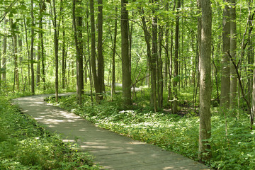 Boardwalk on a path in the forest