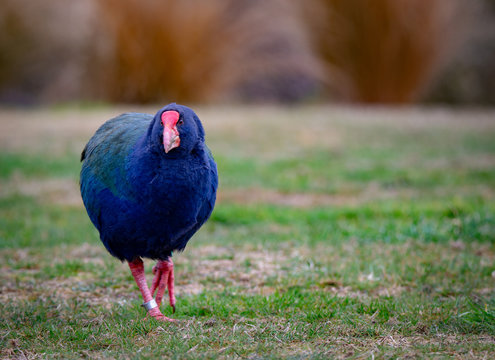 A flightless takahe bird with iridescent plumage wanders around on the plains grazing on grass 