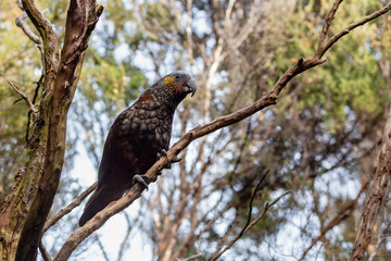 A large kaka, New Zealand parrot, sits in the tree holding on with it's sharp claws