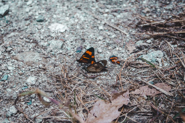 Large orange and black butterflies flocking in a swarm on the ground in Peru