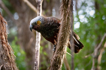 A large parrot bird, the kaka, looks around for more bark to pull off with its sharp beak