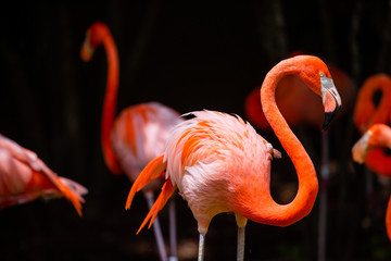 Flamingo - obrazy, fototapety, plakaty