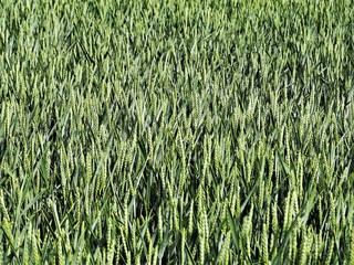 Green wheat growing in a field close up