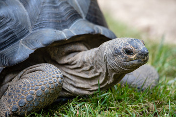 Fototapeta premium Turtle