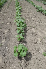 Ogróki w ogrodzie na grządce