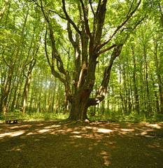Grand father oak an ancient red oak tree deep in the forest