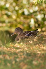 Duck general, malard, on the banks of the pond.