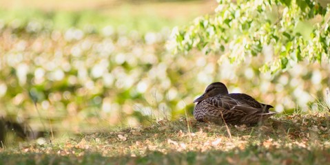 Fototapeta premium Duck general, malard, on the banks of the pond.