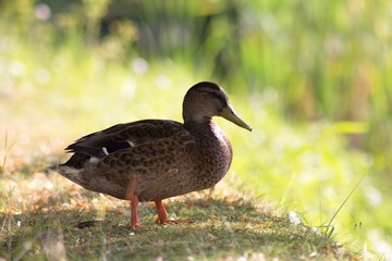 Duck general, malard, on the banks of the pond.