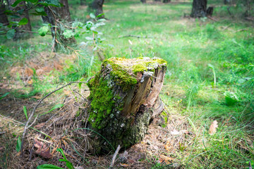 An old tree stump in the woods covered with moss.