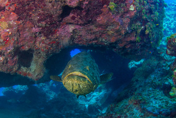 A goliath grouper has made a home in a section of tropical reef. The big fish enjoys the protection offered by the over hanging coral structure