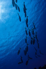 Fototapeta premium A school of jacks swimming through the warm tropical water of the Caribbean sea. These silver fish enjoy hanging out together for protection against predators